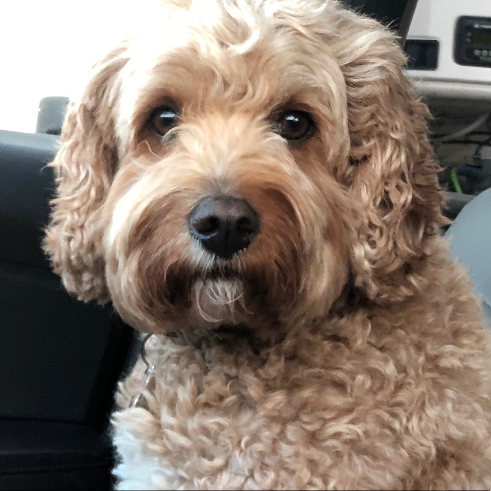 Meet your Posher, Caryn